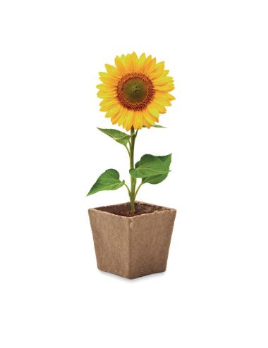 Kit de cultivo de girasoles